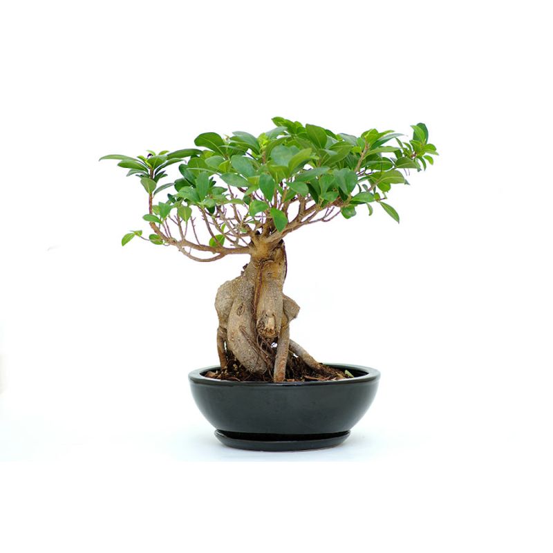 Ficus micr. 'Ginseng'